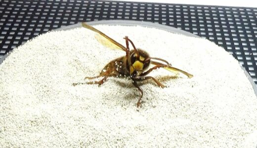 大量の微生物が潜む砂の上にスズメバチを置いたら衝撃の結果に...