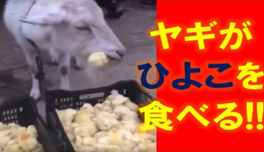 【恐怖　自然界の掟】意外と知らない自然界のつり合い映像　閲覧注意もあり！【ゴシップ倶楽部】