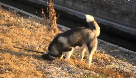 田舎暮らしのアイルさん　 アイルさん、モグラを捕まえる・・・