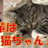 【猫ちゃん名演技③】吾輩は猫である、夏目漱石～朗読ドラマ～可愛い鳴き声で名セリフ！