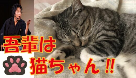 【猫ちゃん名演技③】吾輩は猫である、夏目漱石～朗読ドラマ～可愛い鳴き声で名セリフ！