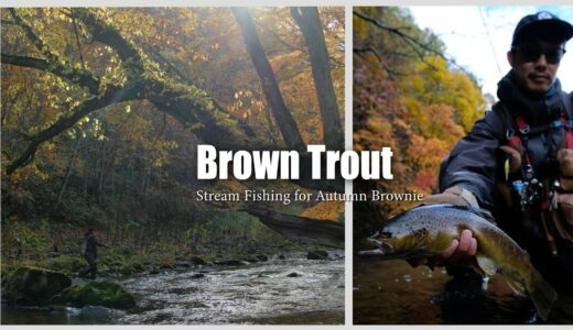 【TROUT GEEK】晩秋の道南ブラウントラウト / Autumn Brown trout fishing in Hokkaido