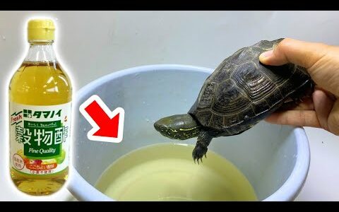 寄生虫まみれのカメを１０倍に薄めたお酢に浸けると・・・