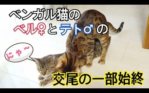 ベンガル猫のベルとテトが再び交尾をしました。
